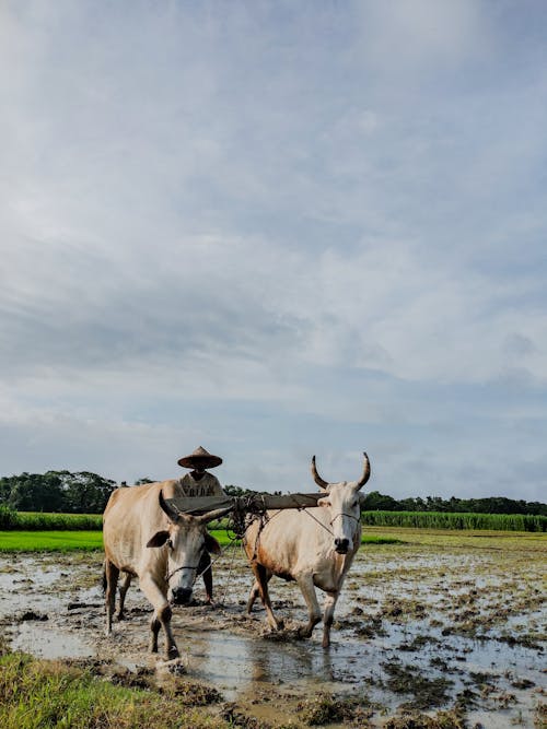 Farmer Plowing the Field with the Cows