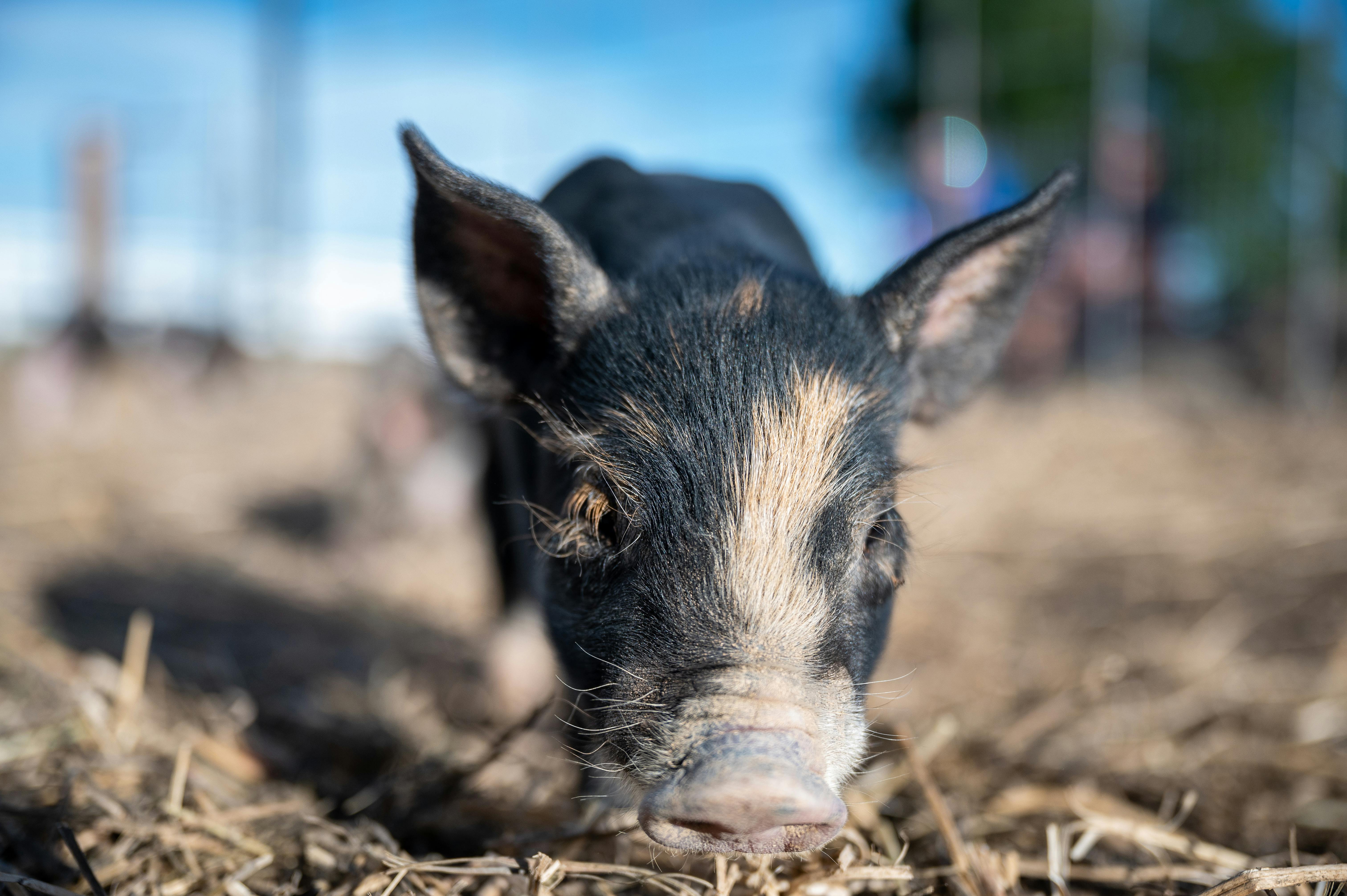 little pig eating dry grass on farm