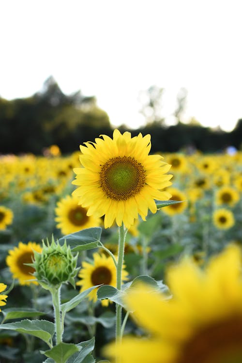 Free Yellow Sunflower Field Stock Photo