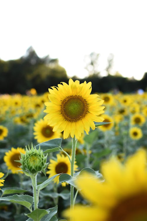 Yellow Sunflower Field