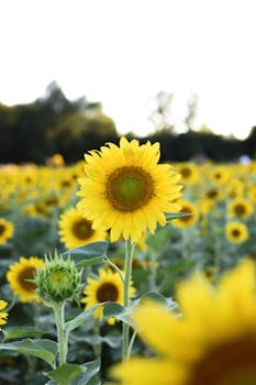 Beautiful vibrant sunflowers in a sunny field, showcasing nature's bright yellow blossoms.