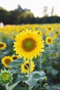 A stunning sunflower field in full bloom under a bright summer sky, ideal for nature-themed projects.