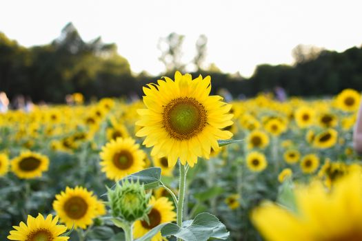 A lush field of sunflowers in full bloom under the daylight creating a vibrant summer scene.