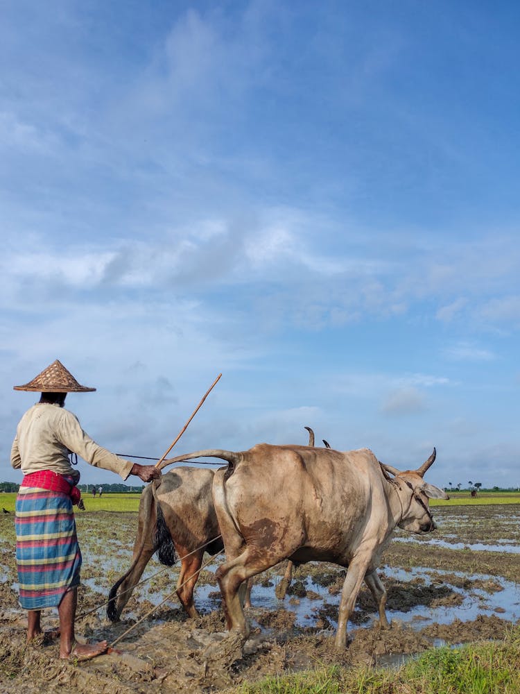 Farmer Plowing The Field With Cows