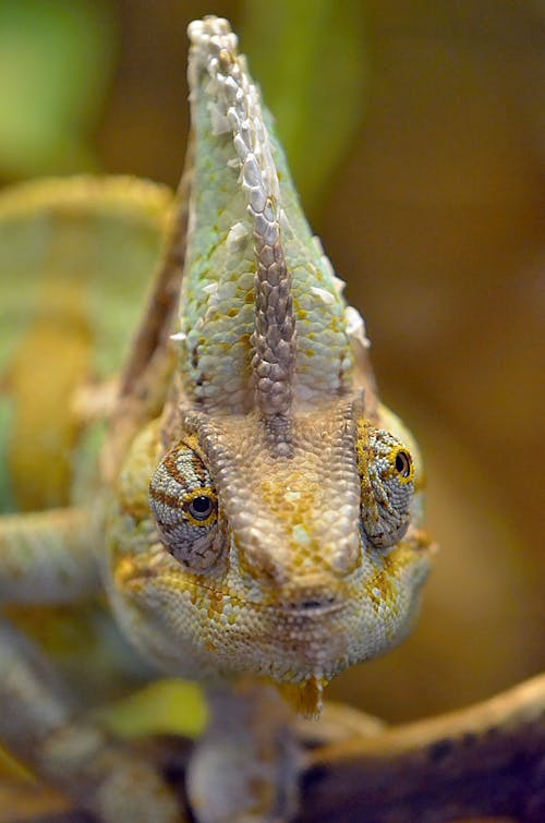 Close Up Shot of a Chameleon