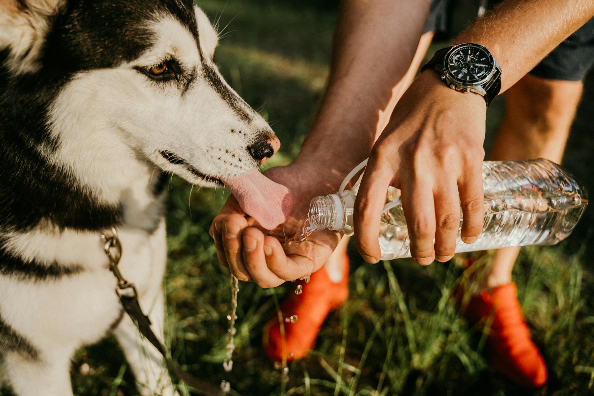 A Person Helping the Dog to Drink