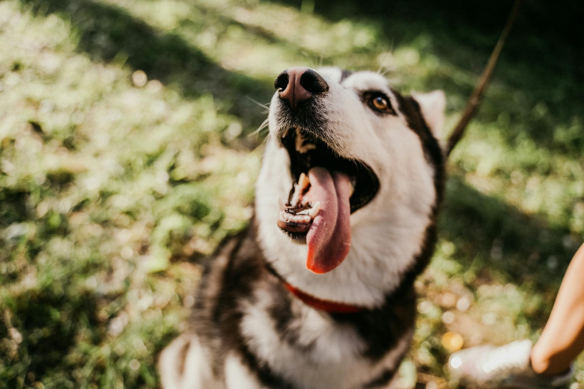 En närbild av en svartvit sibirisk husky