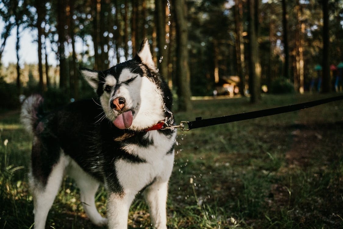 Free Black and White Siberian Husky on the Green Grass Stock Photo