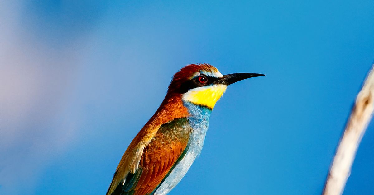 Nuevas pistas científicas sobre el canto melodioso de las aves Nuevas pistas científicas sobre el canto melodioso de las aves