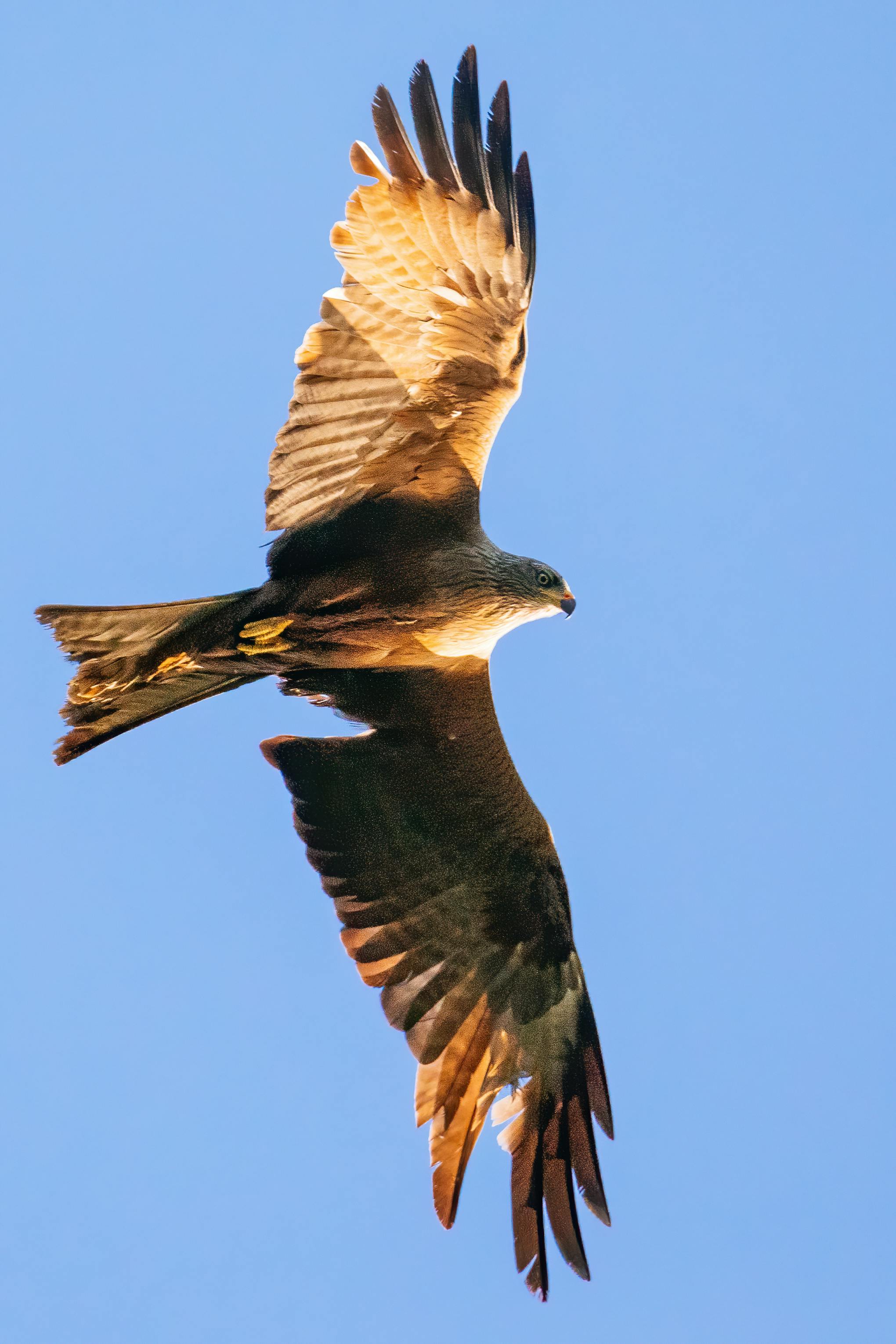 Free stock photo of bird eye, birds of prey, Black Kite