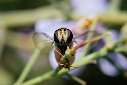 Free Imagine de stoc gratuită din insectă, insectă zburatoare, muscă Stock Photo
