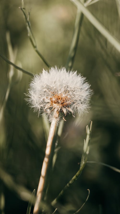 White Dandelion in Close-Up Photography