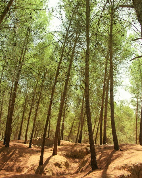Gratis lagerfoto af bambus, brun og grøn, efterårsstemning skov