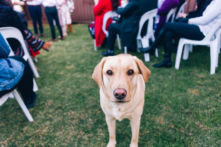 Labrador Retriever attending an outdoor gathering with people seated on grass.