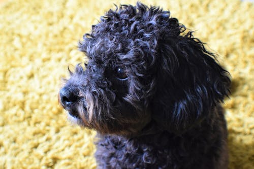 Δωρεάν στοκ φωτογραφιών με chichon, γκρι σκυλί, κίτρινο φόντο