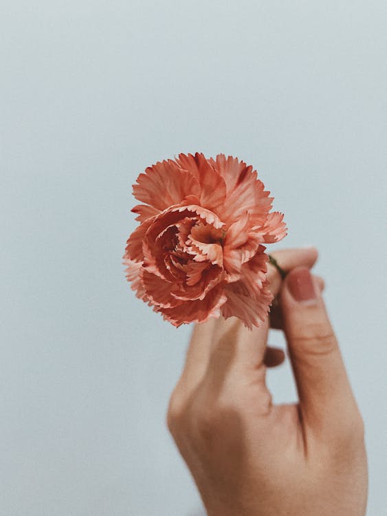 Person Holding Orange Flower in Close Up Photography