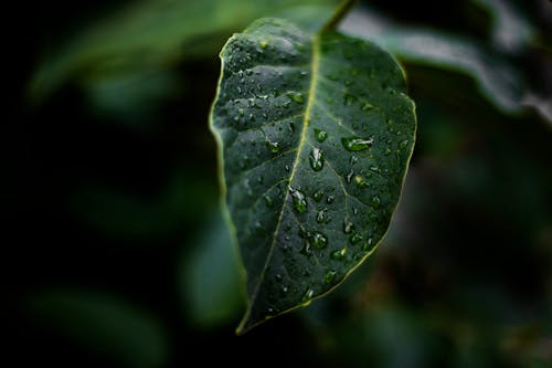 Free stock photo of green, leaf, mood
