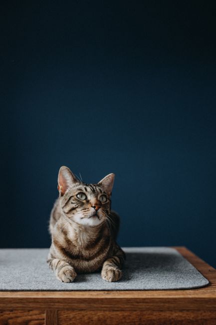 A serene tabby cat sits calmly indoors on a mat, gazing upward with bright eyes.