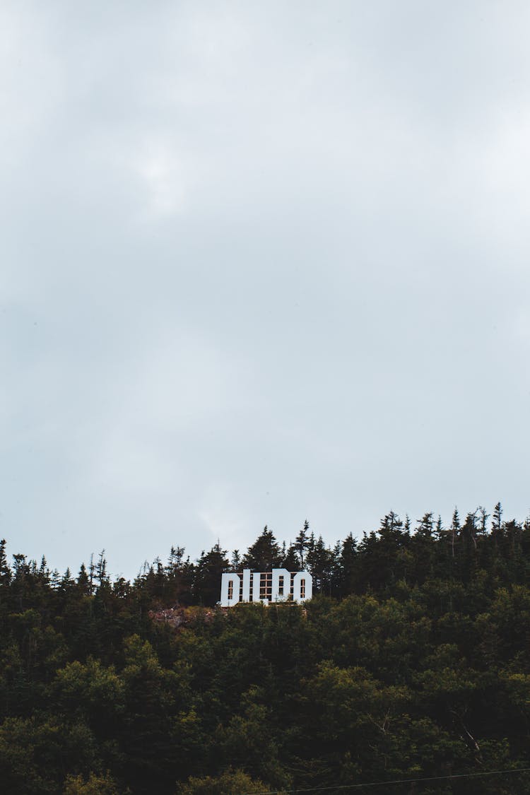 Banner In Woods On Cloudy Day