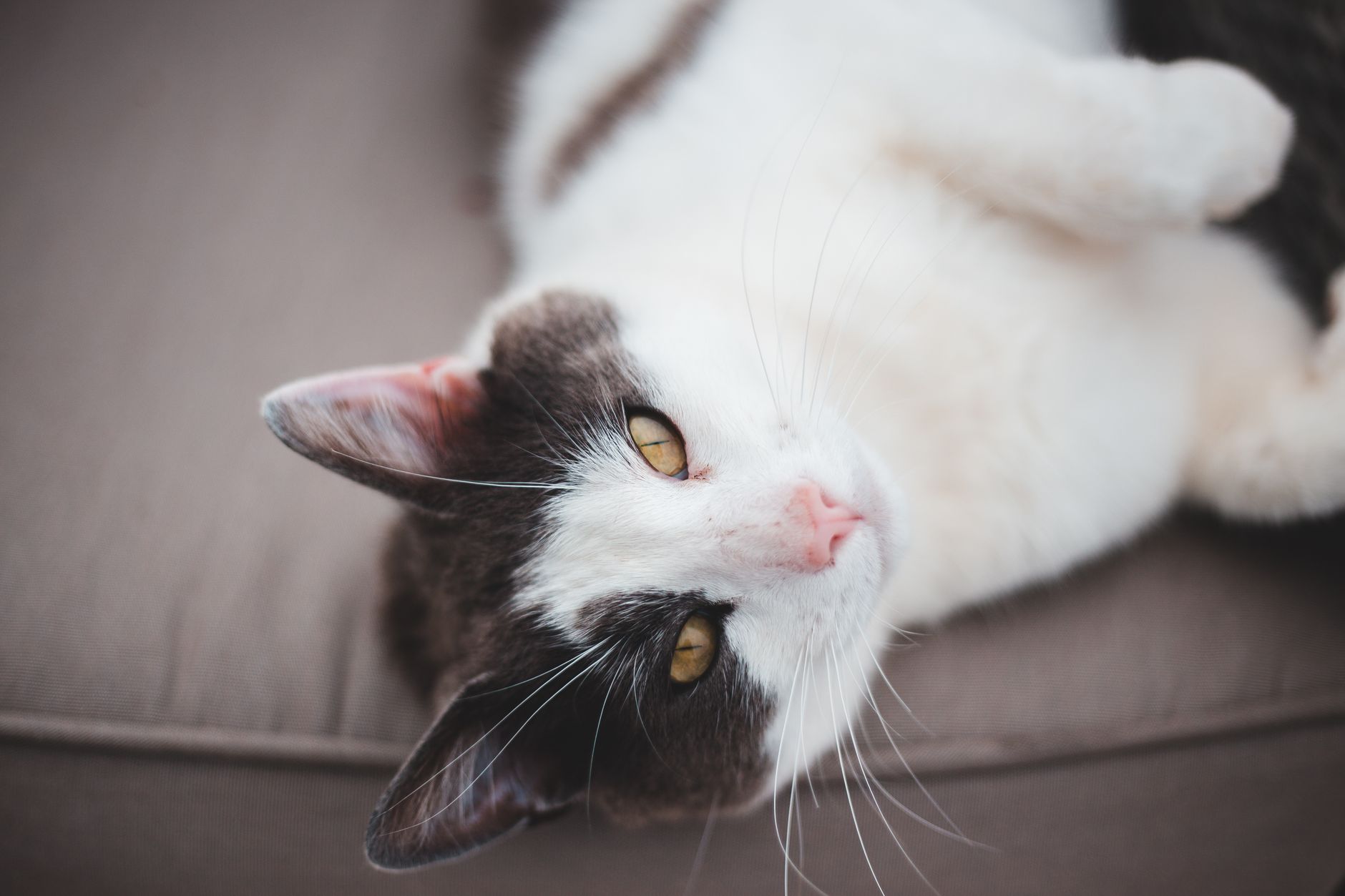 A cat undergoing diagnostic blood testing at a veterinary clinic
