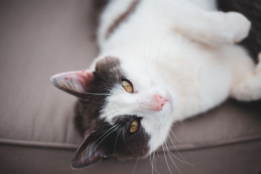 cat photo