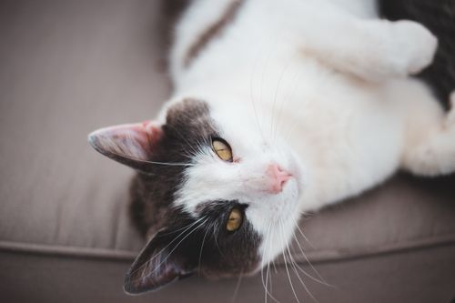Free From above of adorable white and gray cat with brown eyes laying on sofa and looking at camera Stock Photo