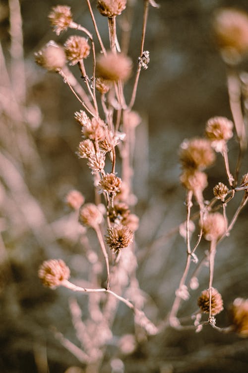 Withered Thistle Plant