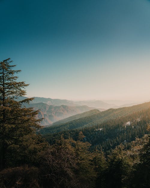 Immagine gratuita di alba, alberi, boschi