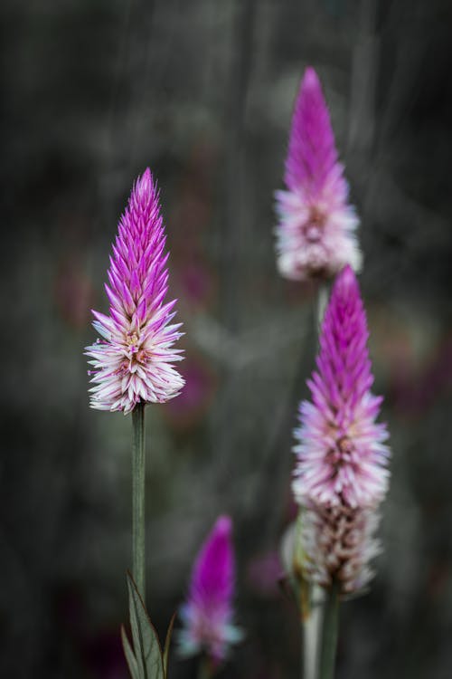 Free Purple And White Flower In Tilt Shift Lens Stock Photo