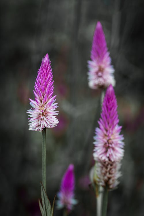 Foto d'estoc gratuïta de flora, florir, flors