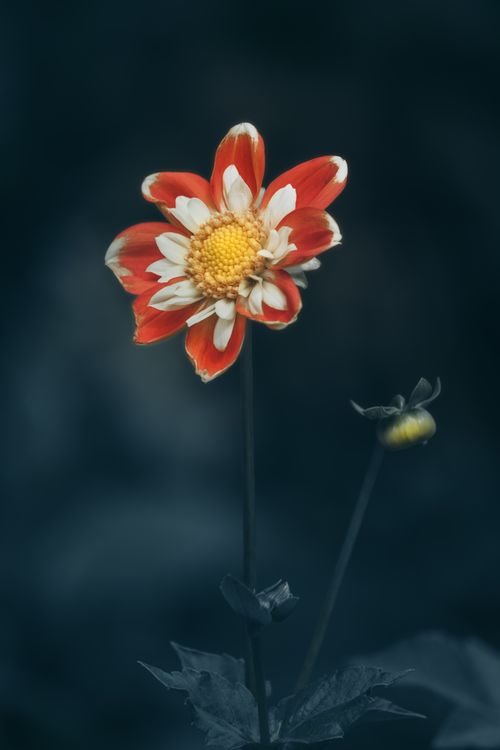 Free Close-up of a red and white flower with a vibrant yellow center on a dark moody background. Stock Photo