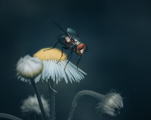 Free Insect Perched On White Flower Stock Photo