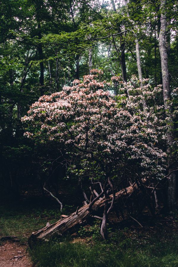 pexels photo 4877156