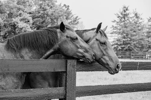Grayscale Photo Of Horses