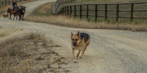 alman çobanı, köpek içeren Ücretsiz stok fotoğraf