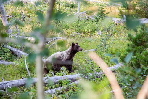 ayı, Kahverengi ayı içeren Ücretsiz stok fotoğraf