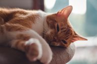 一只虎斑猫放松地躺在室内，特写镜头下光线柔和自然