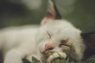 特写镜头里，一只小猫正熟睡着，表情安详，皮毛柔软