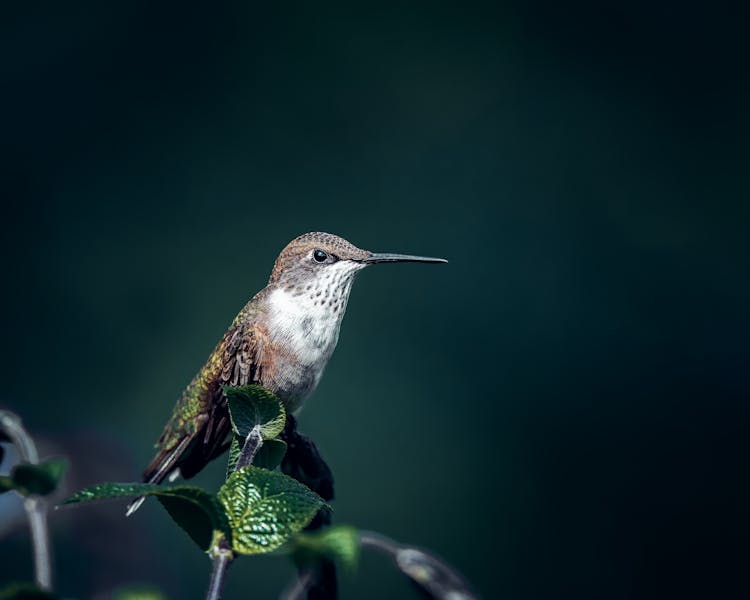 Cute Hummingbird Sitting On Twig