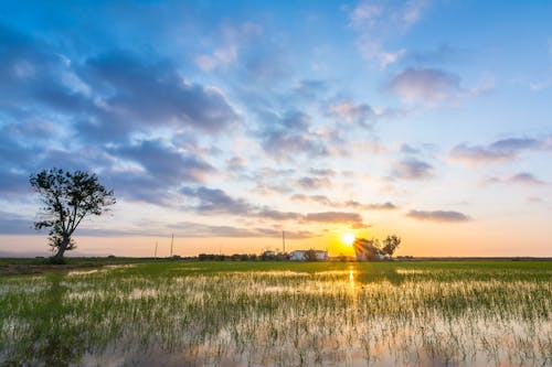 Photo of a Rice Field During Sunrise