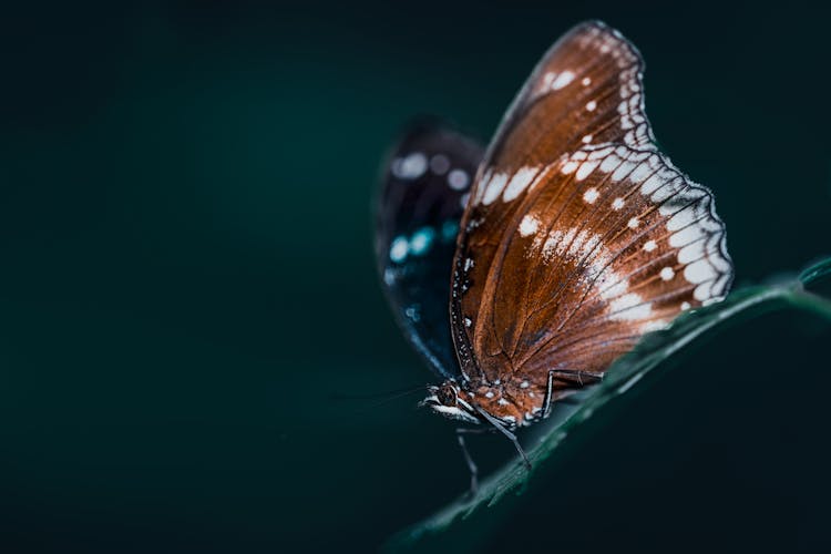 Brown Butterfly On Green Leaf