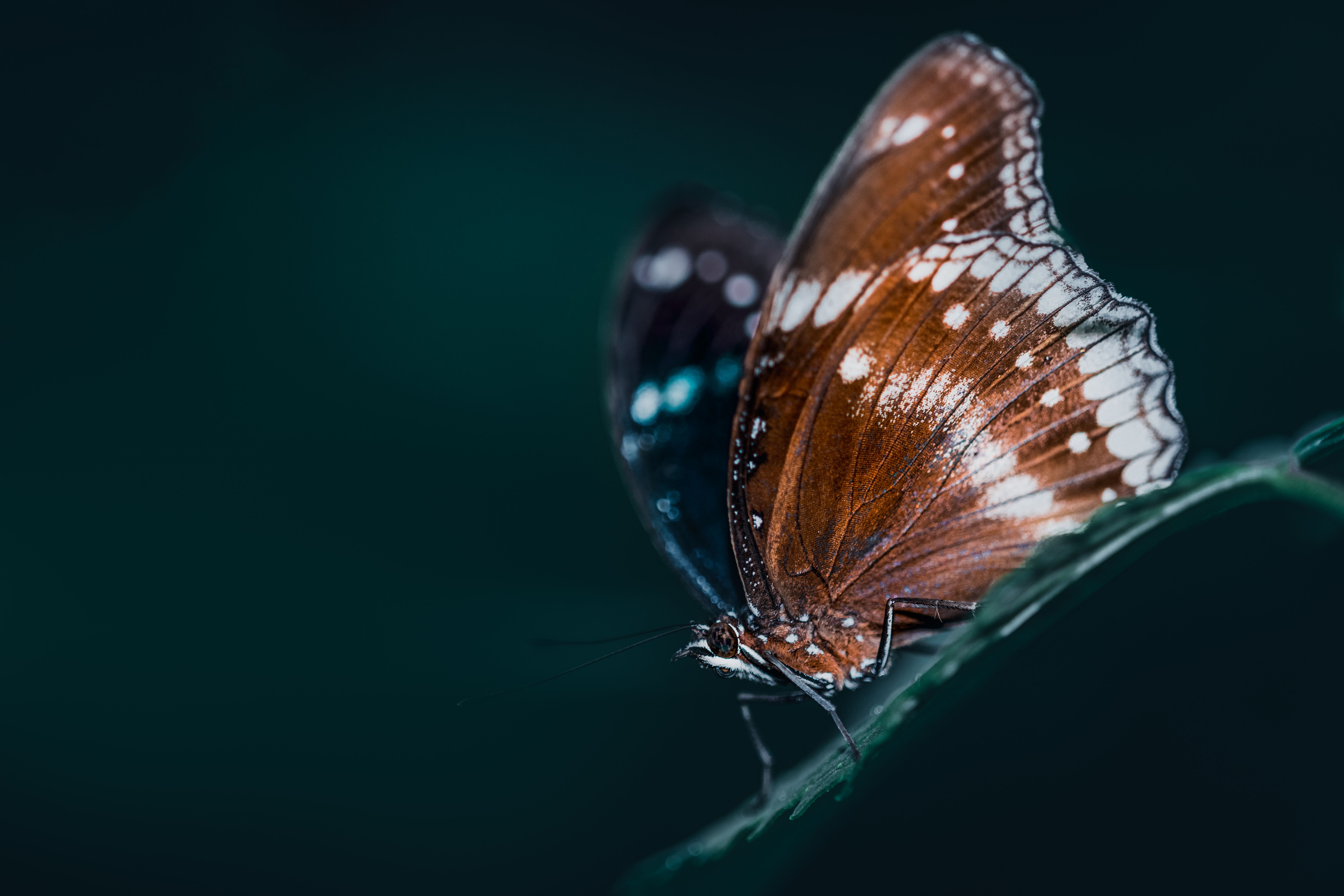 Luminous webs of glowing worms in cave · Free Stock Photo