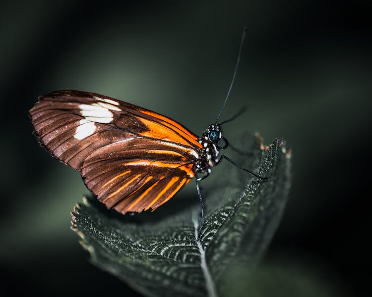 Brown And Orange Butterfly In Woods