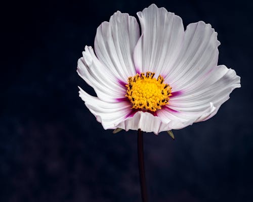 Closeup of delicate Garden Cosmos flower with white petals blooming in dark park on blurred background