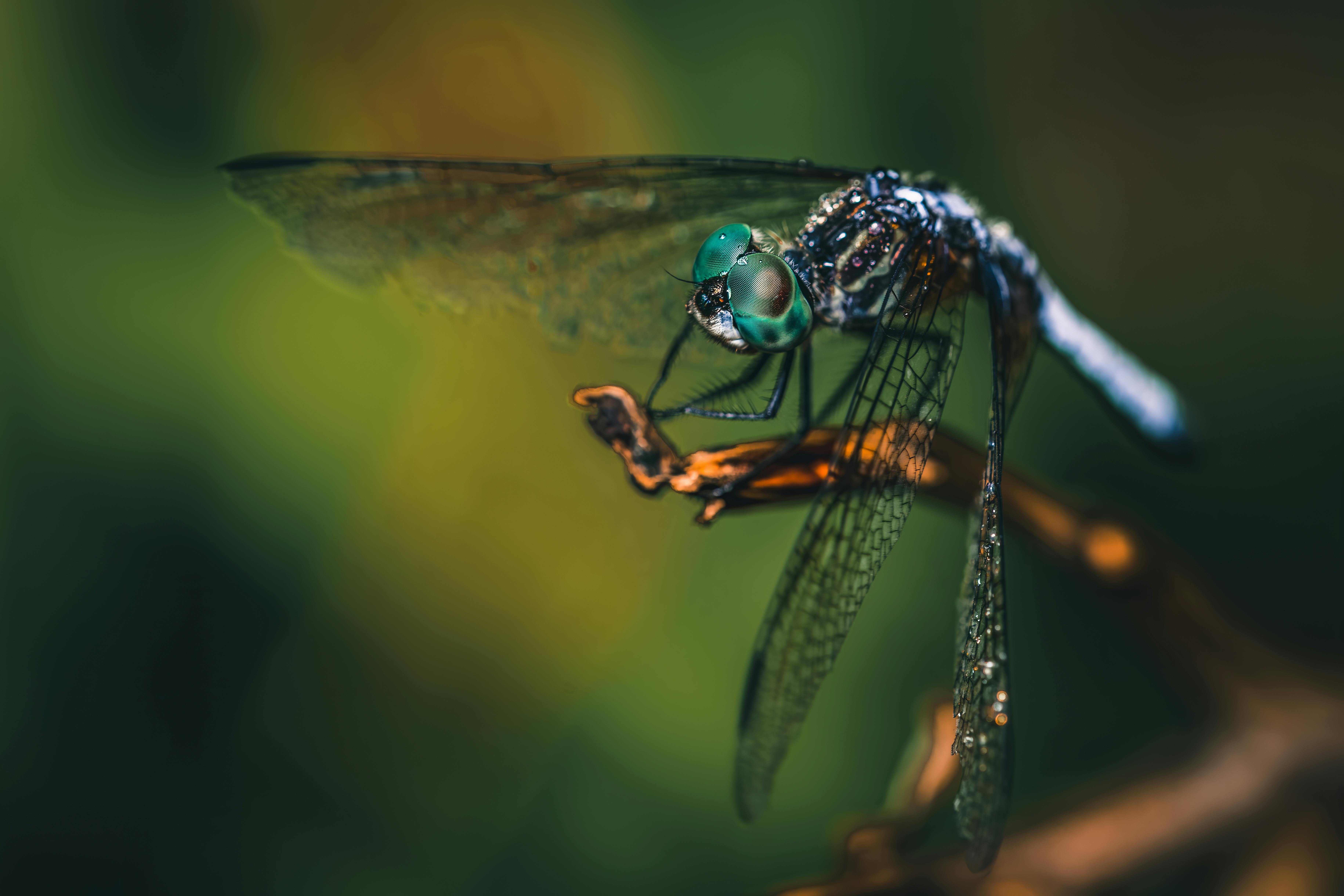 Colorful butterfly on blooming twig · Free Stock Photo