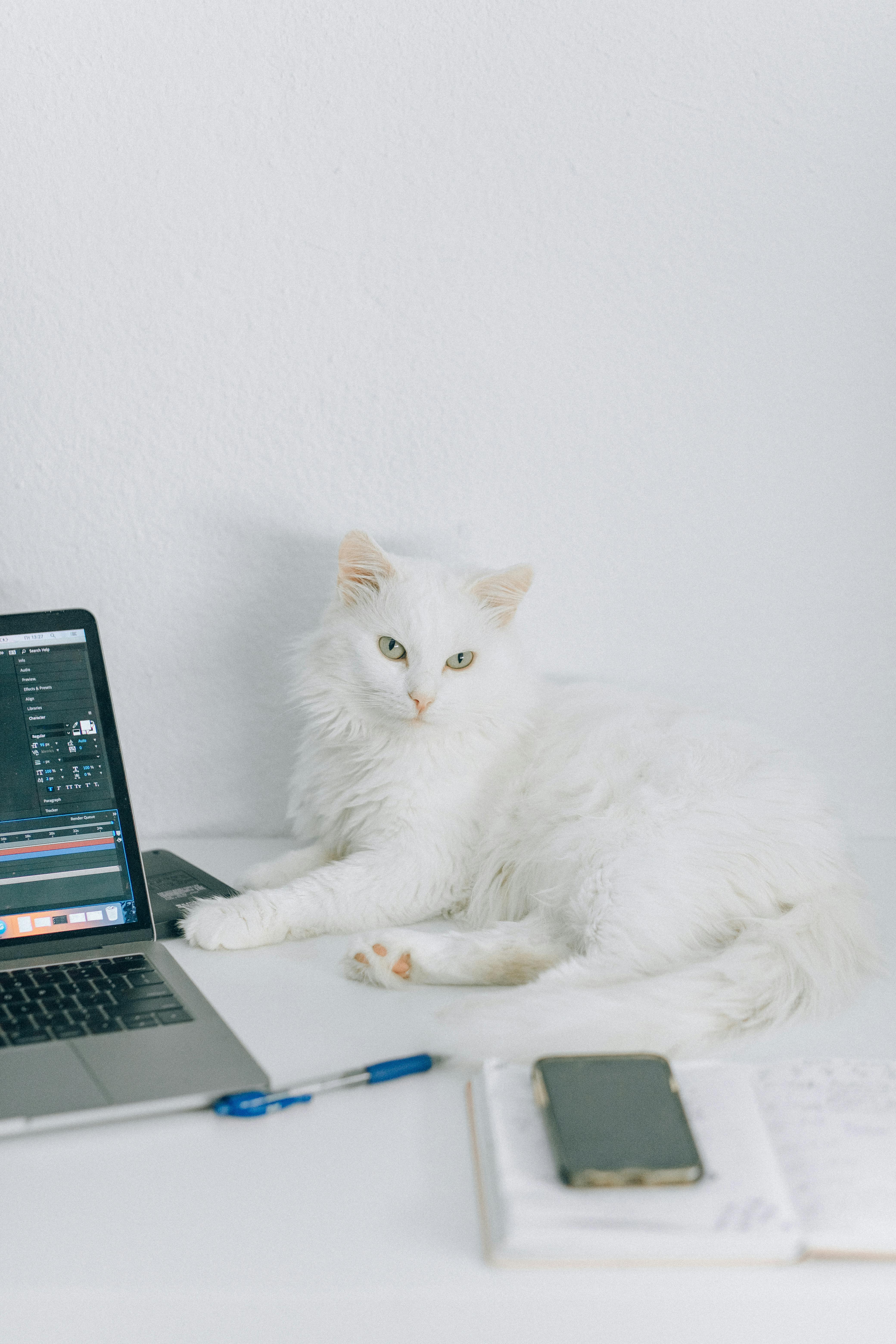 white cat lying beside macbook pro