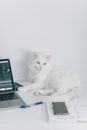 一只可爱的白色波斯猫在现代化工作空间的办公桌上，靠着笔记本电脑放松身心