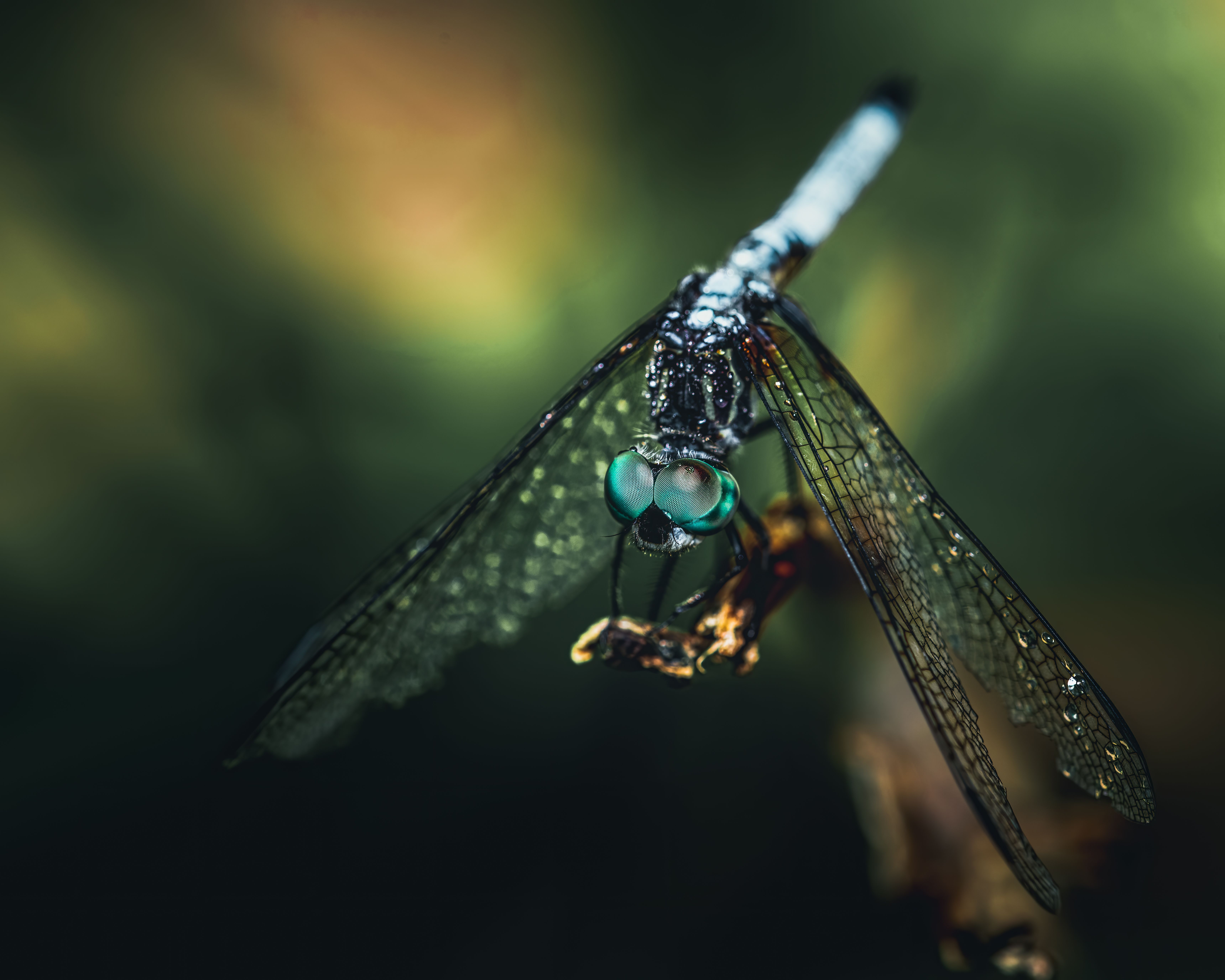 Tiny dragonfly on twig of tree · Free Stock Photo