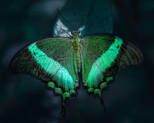 Free Macro view of Common banded peacock butterfly with green stripes on black wings sitting on leaf in dark woods Stock Photo