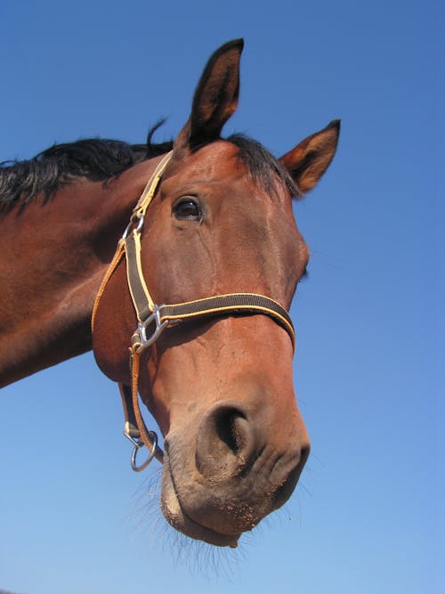 Concerned Horse Stock Photo by ©ca2hill 8963370